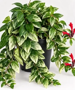 Live Variegated Lipstick Plant, 4 Inch Pot, Colorful Tropical Houseplant with Variegated Foliage for Shelves and Containers - Image 3