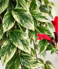 Live Variegated Lipstick Plant, 4 Inch Pot, Colorful Tropical Houseplant with Variegated Foliage for Shelves and Containers - Image 4