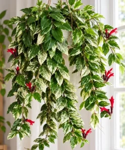 Live Variegated Lipstick Plant, 4 Inch Pot, Colorful Tropical Houseplant with Variegated Foliage for Shelves and Containers - Image 5