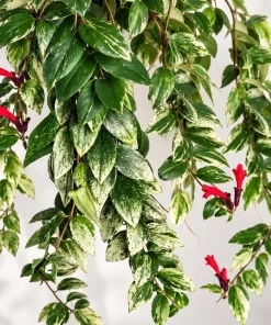 Live Variegated Lipstick Plant, 4 Inch Pot, Colorful Tropical Houseplant with Variegated Foliage for Shelves and Containers - Image 6