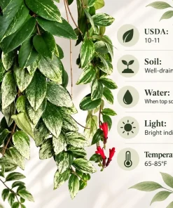 Live Variegated Lipstick Plant, 4 Inch Pot, Colorful Tropical Houseplant with Variegated Foliage for Shelves and Containers - Image 7