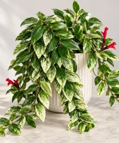 Live Variegated Lipstick Plant, 4 Inch Pot, Colorful Tropical Houseplant with Variegated Foliage for Shelves and Containers - Image 8