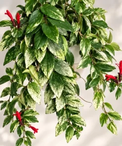 Live Variegated Lipstick Plant, 4 Inch Pot, Colorful Tropical Houseplant with Variegated Foliage for Shelves and Containers - Image 9