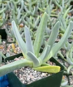 Lobster Claw Succulent Live Plant - Cheiridopsis Candidissima in 4 Inch Pot - Image 2