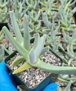 Lobster Claw Succulent Live Plant - Cheiridopsis Candidissima in 4 Inch Pot - Image 3
