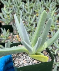 Lobster Claw Succulent Live Plant - Cheiridopsis Candidissima in 4 Inch Pot - Image 4