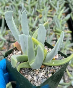 Lobster Claw Succulent Live Plant - Cheiridopsis Candidissima in 4 Inch Pot - Image 1