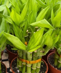 Lucky Bamboo Live Plant – Dracaena Sanderiana – 4 Inch Pot – Indoor Houseplant for Good Fortune - Image 2