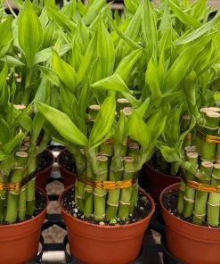 Lucky Bamboo Live Plant – Dracaena Sanderiana – 4 Inch Pot – Indoor Houseplant for Good Fortune - Image 3