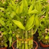 Lucky Bamboo Live Plant – Dracaena Sanderiana – 4 Inch Pot – Indoor Houseplant for Good Fortune - Image 1