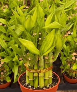 Lucky Bamboo Live Plant – Dracaena Sanderiana – 4 Inch Pot – Indoor Houseplant for Good Fortune - Image 1