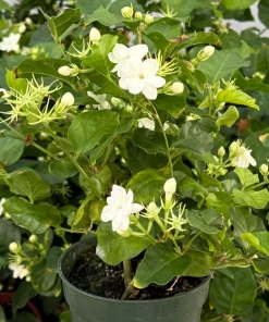 Maid of Orleans Jasmine Live Plant – Fragrant Houseplant in 4 Inch Pot - Image 2