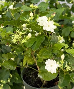 Maid of Orleans Jasmine Live Plant – Fragrant Houseplant in 4 Inch Pot - Image 3