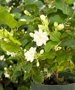 Maid of Orleans Jasmine Live Plant – Fragrant Houseplant in 4 Inch Pot - Image 4
