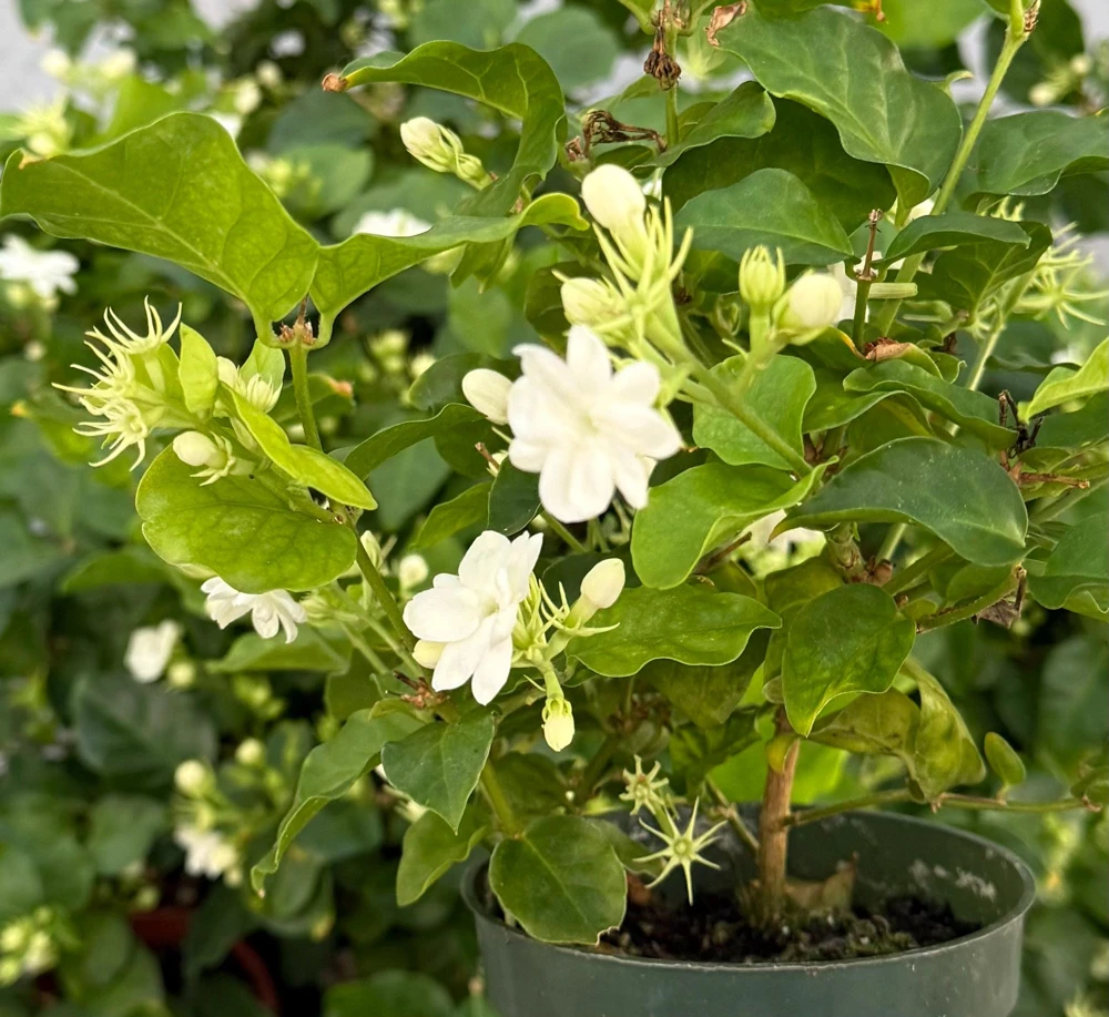 Maid of Orleans Jasmine Live Plant – Fragrant Houseplant in 4 Inch Pot - Image 4