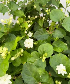 Maid of Orleans Jasmine Live Plant – Fragrant Houseplant in 4 Inch Pot - Image 5