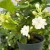Maid of Orleans Jasmine Live Plant – Fragrant Houseplant in 4 Inch Pot - Image 1