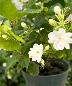 Maid of Orleans Jasmine Live Plant – Fragrant Houseplant in 4 Inch Pot - Image 1