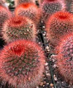 Mammillaria Spinosissima Red Head Irishman Cactus – Live Plant 4 Inch Pot – Indoor/Outdoor - Image 2