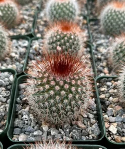 Mammillaria Spinosissima Red Head Irishman Cactus – Live Plant 4 Inch Pot – Indoor/Outdoor - Image 3