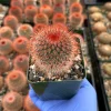 Mammillaria Spinosissima Red Head Irishman Cactus – Live Plant 4 Inch Pot – Indoor/Outdoor - Image 1