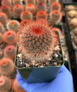 Mammillaria Spinosissima Red Head Irishman Cactus – Live Plant 4 Inch Pot – Indoor/Outdoor - Image 1