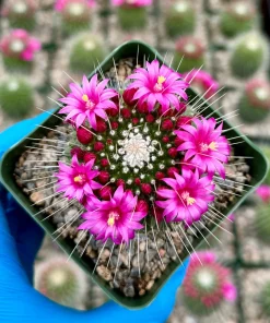 Mammillaria Spinosissima 'Un Pico' Live Cactus Plant - 4 Inch Pot - Blooming - Image 2