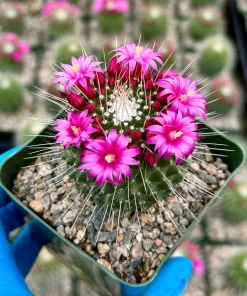 Mammillaria Spinosissima 'Un Pico' Live Cactus Plant - 4 Inch Pot - Blooming - Image 3