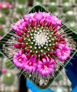 Mammillaria Spinosissima 'Un Pico' Live Cactus Plant - 4 Inch Pot - Blooming - Image 4