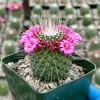 Mammillaria Spinosissima 'Un Pico' Live Cactus Plant - 4 Inch Pot - Blooming - Image 1