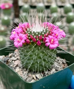 Mammillaria Spinosissima 'Un Pico' Live Cactus Plant - 4 Inch Pot - Blooming - Image 1
