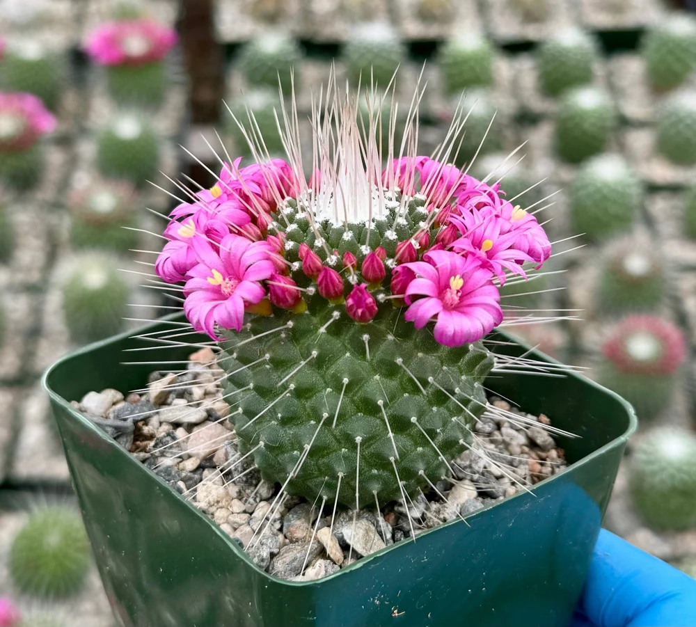 Mammillaria Spinosissima 'Un Pico' Live Cactus Plant - 4 Inch Pot - Blooming - Image 1