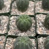 Matucana Madisoniorum Albiflora Cactus - Rare Live Plant in 4 Inch Pot - White Flowers - Image 1