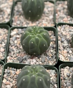 Matucana Madisoniorum Albiflora Cactus - Rare Live Plant in 4 Inch Pot - White Flowers - Image 1