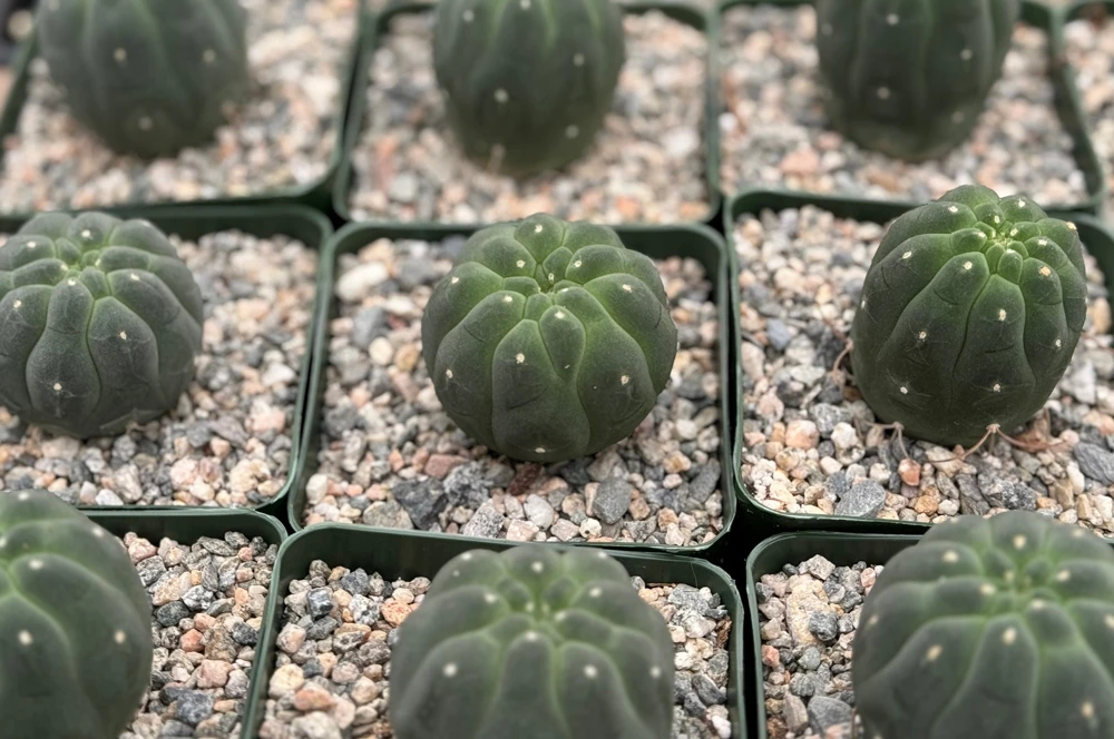 Matucana Madisoniorum Albiflora Cactus - Rare Live Plant in 4 Inch Pot - White Flowers - Image 1