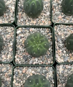 Matucana Madisoniorum Albiflora Cactus - Rare Live Plant in 4 Inch Pot - White Flowers - Image 2