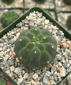 Matucana Madisoniorum Albiflora Cactus - Rare Live Plant in 4 Inch Pot - White Flowers - Image 3