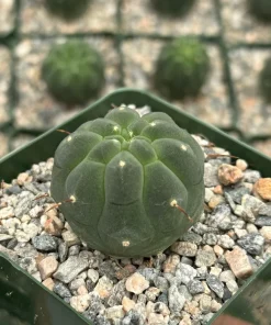 Matucana Madisoniorum Albiflora Cactus - Rare Live Plant in 4 Inch Pot - White Flowers - Image 4