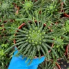 Medusa's Head Plant – Euphorbia Flanaganii Live Succulent – 4 Inch or 6 Inch Pot – Indoor/Outdoor - Image 1