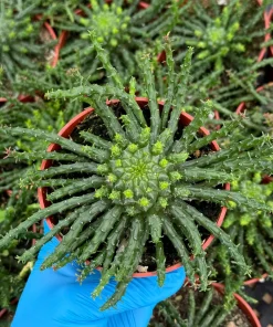 Medusa's Head Plant – Euphorbia Flanaganii Live Succulent – 4 Inch or 6 Inch Pot – Indoor/Outdoor - Image 1
