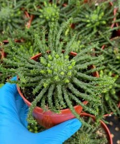 Medusa's Head Plant – Euphorbia Flanaganii Live Succulent – 4 Inch or 6 Inch Pot – Indoor/Outdoor - Image 2