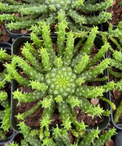 Medusa's Head Plant – Euphorbia Flanaganii Live Succulent – 4 Inch or 6 Inch Pot – Indoor/Outdoor - Image 4