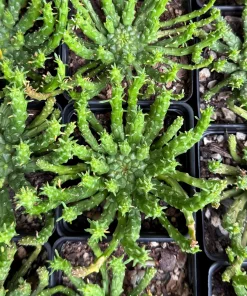 Medusa's Head Plant – Euphorbia Flanaganii Live Succulent – 4 Inch or 6 Inch Pot – Indoor/Outdoor - Image 5