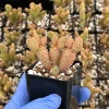 Mini Cinnamon Cactus Live Plant - Opuntia Rufida Minima 2 Inch Pot - Red Cactus - Image 1