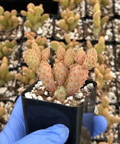 Mini Cinnamon Cactus Live Plant - Opuntia Rufida Minima 2 Inch Pot - Red Cactus - Image 1