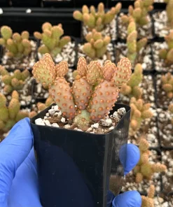 Mini Cinnamon Cactus Live Plant - Opuntia Rufida Minima 2 Inch Pot - Red Cactus - Image 2