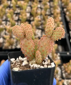 Mini Cinnamon Cactus Live Plant - Opuntia Rufida Minima 2 Inch Pot - Red Cactus - Image 3