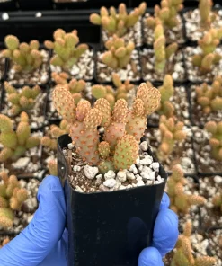 Mini Cinnamon Cactus Live Plant - Opuntia Rufida Minima 2 Inch Pot - Red Cactus - Image 4