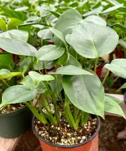 Monstera Deliciosa Live Plant 4 Inch Pot - Split-Leaf Philodendron Indoor Houseplant - Image 3