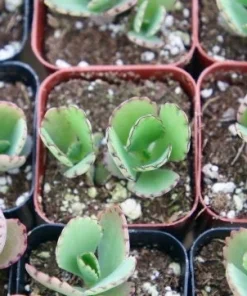 Mother of Thousands Live Plant - Kalanchoe Daigremontiana in 2 Inch Pot, Indoor Succulent - Image 2